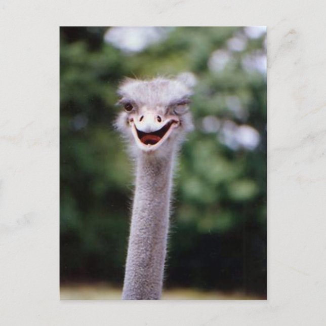 Funny Ostrich Postcard (Front)