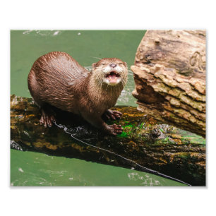 Funny Otter Laughing on Log in the Water Photo Print