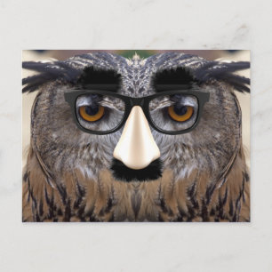 Funny Owl Face With Mask Postcard