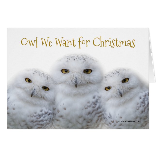 Funny Owl We Want for Christmas Snowy Owls Family (Front Horizontal)