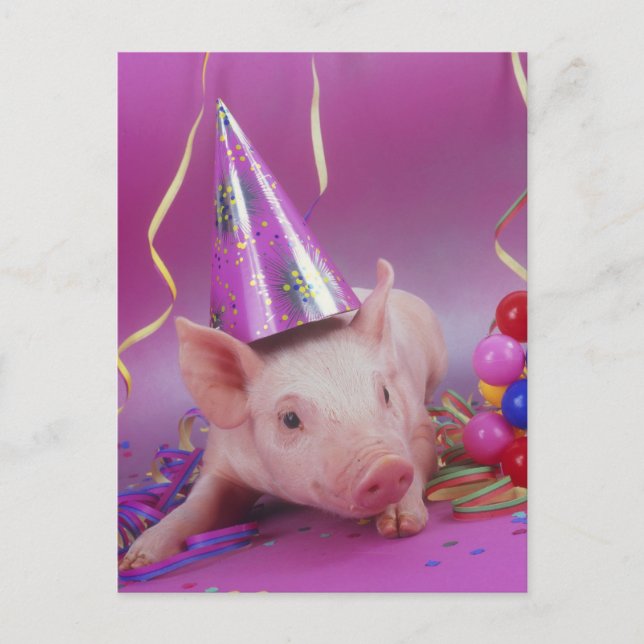 Funny Party Pig Postcard (Front)
