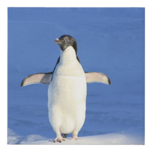 Funny penguin on ice photo faux canvas print