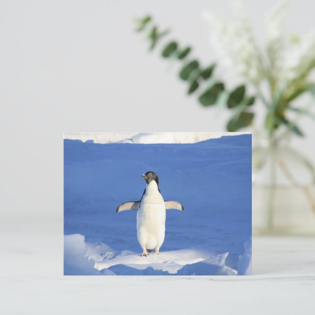 Funny penguin on ice photo postcard (Standing Front)