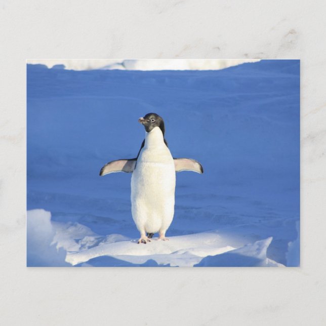 Funny penguin on ice postcard (Front)