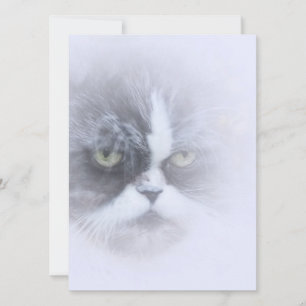 funny persian cat with big eyes