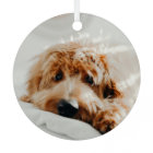 Funny Pet 2 Photo Christmas