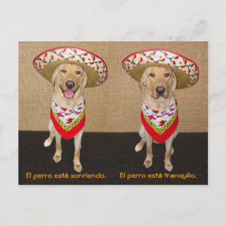 Funny Pet Spanish Postcard & Teaching Aid