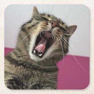 Funny Photo Cat Lover  Square Paper Coaster