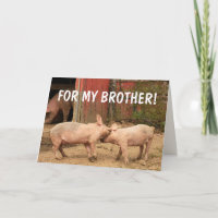 Funny Pigs FOR MY BROTHER Birthday