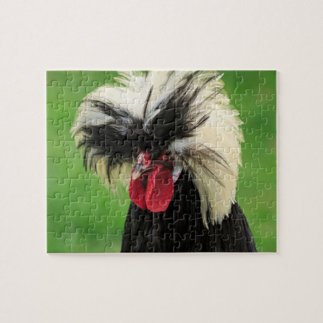 Funny Polish Rooster Jigsaw Puzzle (Horizontal)