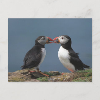 Funny puffins postcard