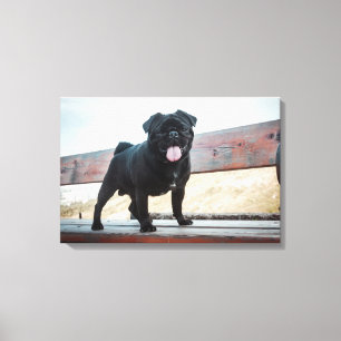 Funny pug dog canvas print