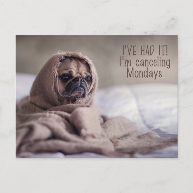 Funny Pug Dog postcard (Front)