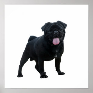 Funny pug dog poster