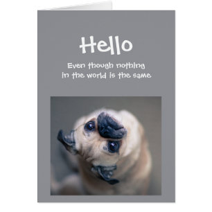 Funny Pug Dog Social Distancing Hello Hi