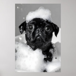 Funny Pug in Bathtub Print, Whimsical Bathroom Poster