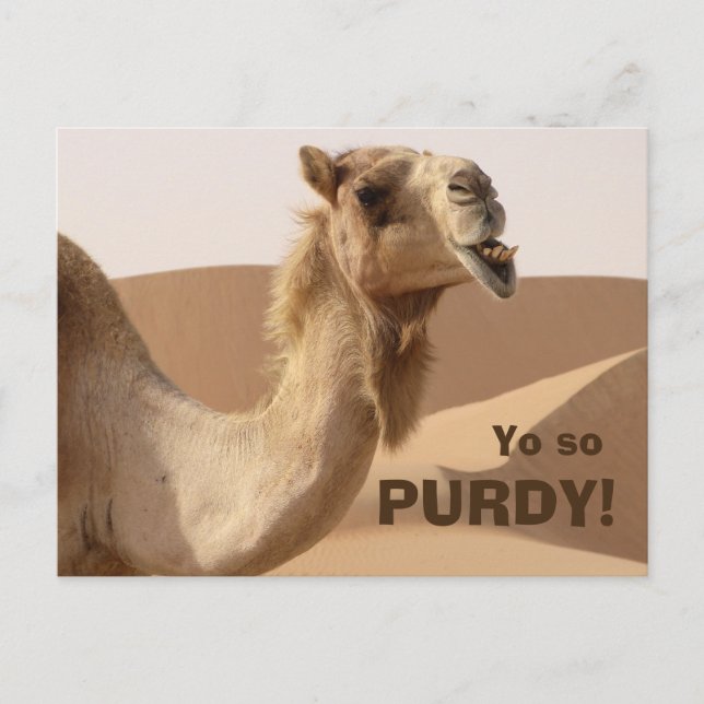 Funny Purdy Camel Photo Postcard (Front)