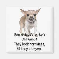 Funny Quote about Life with Chihuahua Dog