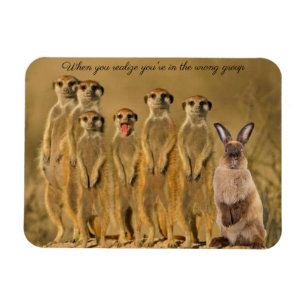 Funny Rabbit Meerkat Magnet