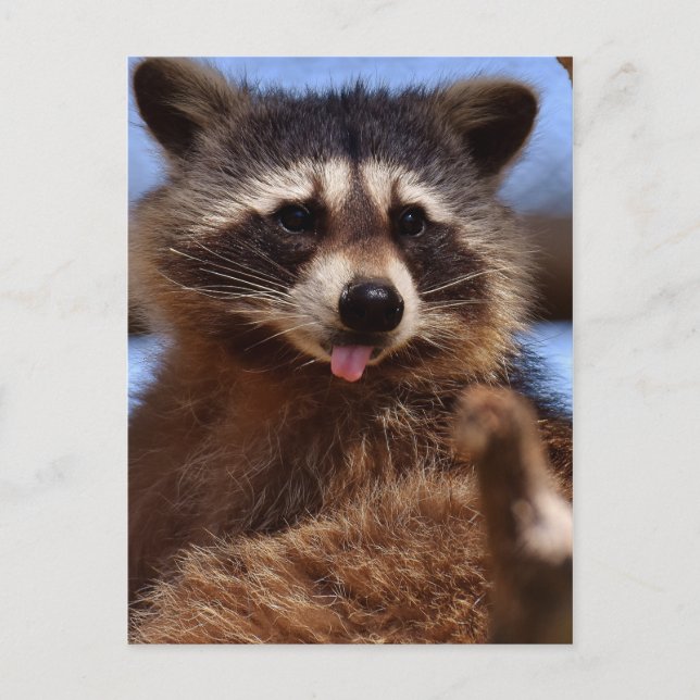 Funny Racoon Sticking It's Tongue Out Postcard (Front)