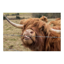 Funny  Scottish Highland cow Poster