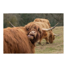 Funny  Scottish Highland cow Poster