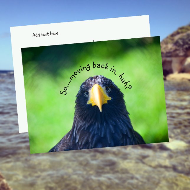 Funny Sea-hawk Bird•Custom Announcement Postcard (Creator Uploaded)