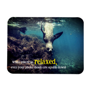 Funny sea lion underwater  magnet