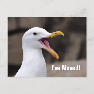 FUNNY Seagull Announcement Postcard