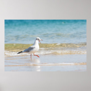 Funny seagull poster
