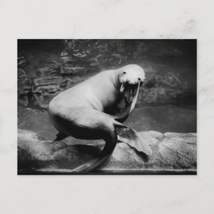 FUNNY Seal Postcard