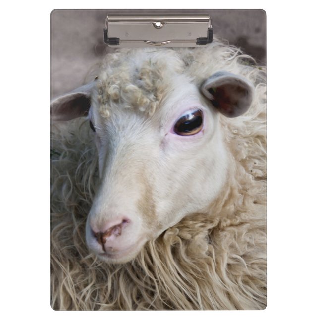 Funny Sheep Clipboard (Front)