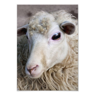 Funny Sheep Photo Print
