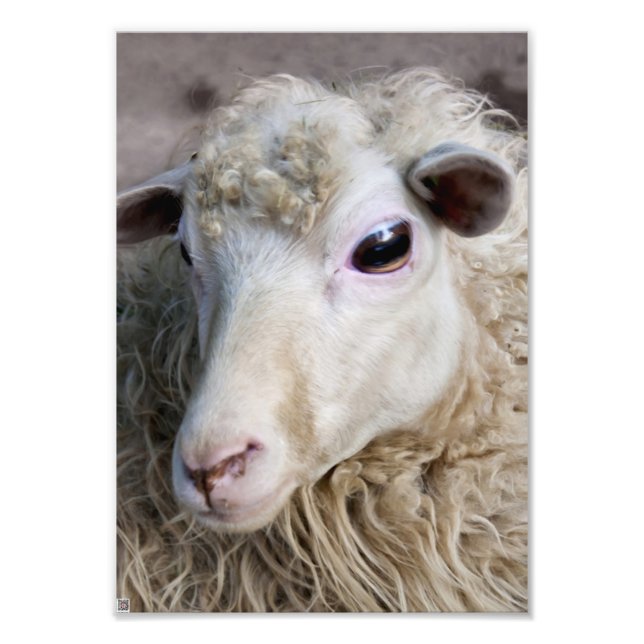 Funny Sheep Photo Print (Front)