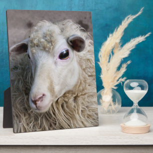 Funny Sheep Plaque