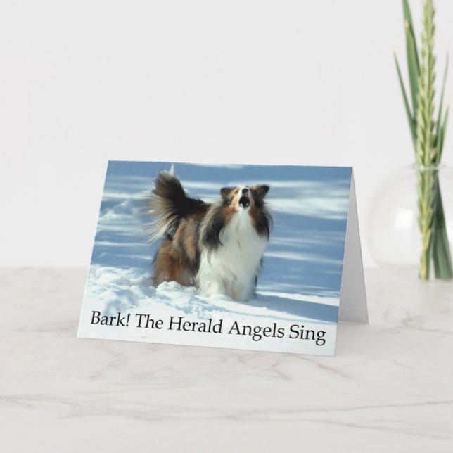 Funny Sheltie Christmas Card (Front)