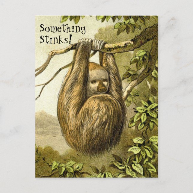 Funny Sloth Smelling Something That Stinks Postcard (Front)