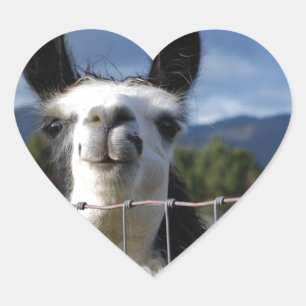 Funny Smiling Llama in Southern Oregon Heart Sticker