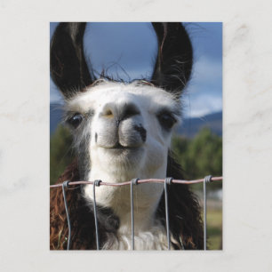 Funny Smiling Llama in Southern Oregon Postcard