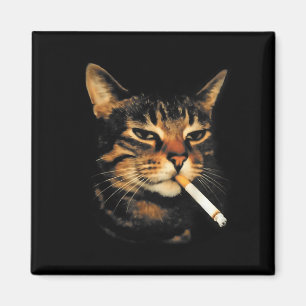 Funny Smoking Cat Cigarette Kitten Meme Stupid Bra Magnet