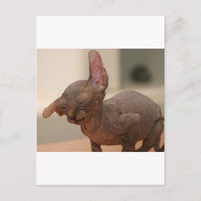 Funny sneezing sphynx kitten postcard (Front)