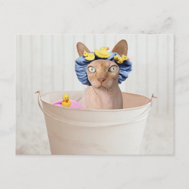 Funny Sphynx Cat In A Bathtub Postcard (Front)