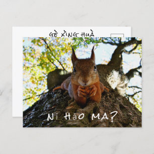 Funny Squirrel Cute Animals Hello From Hi China Postcard