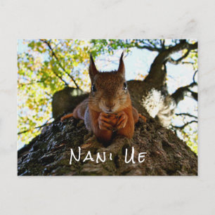 Funny Squirrel Cute Animals Hello From Hi Japan Holiday Postcard