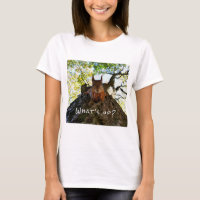 Funny Squirrel Cute Animals Hello There From Hi