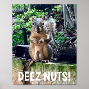 Funny Squirrel Deez Nuts Inappropriate Humour Poster