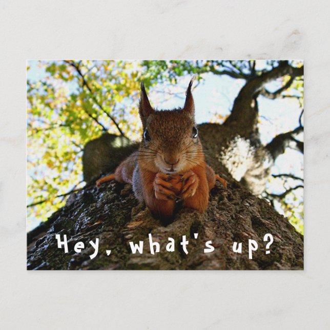 Funny Squirrel What's Up Cute Animal  Postcard (Front)