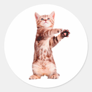 Funny standing playful kitten classic round sticker