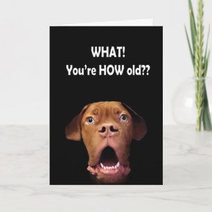 funny surprised dog birthday card