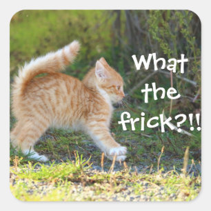 Funny Surprised Ginger Kitten. What the frick? Square Sticker